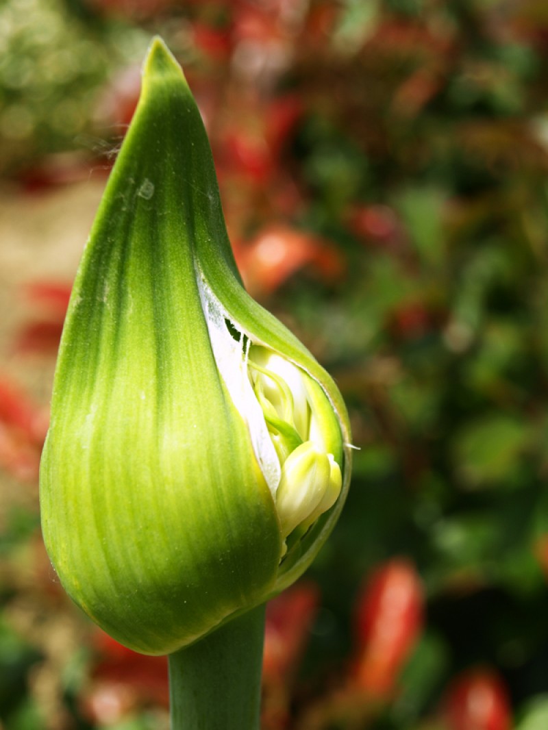 Una flor que nace