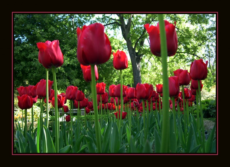 Un tulipan para cada compaero