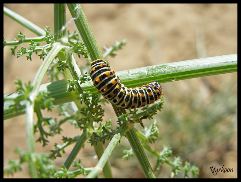 Oruga