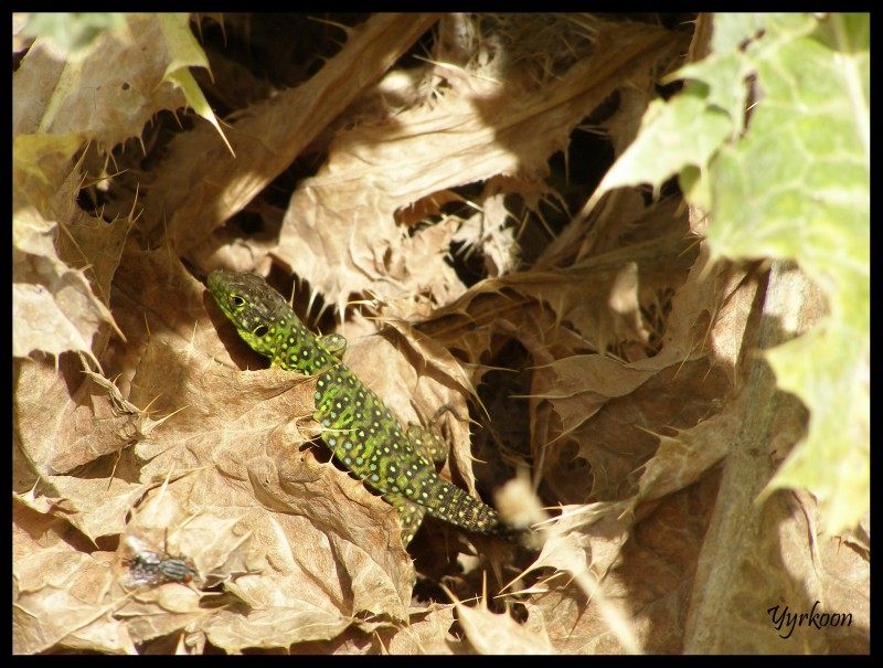 Lagarto escondido