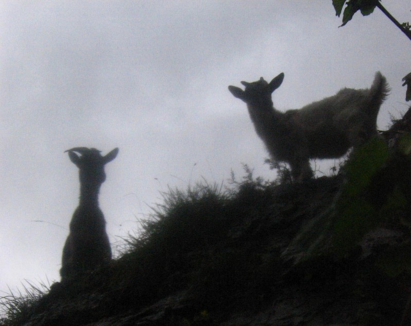 Cabritas en la niebla