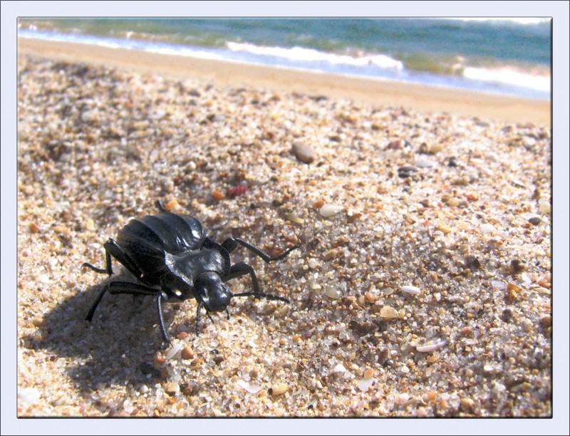 Seres de la playa