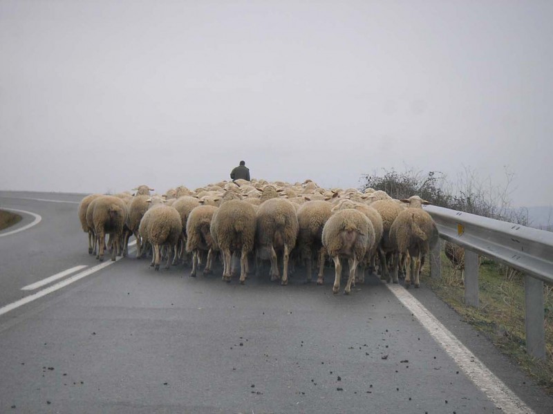 pastor de carretera