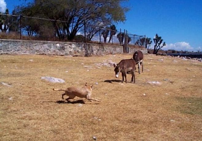 Toreando Burros