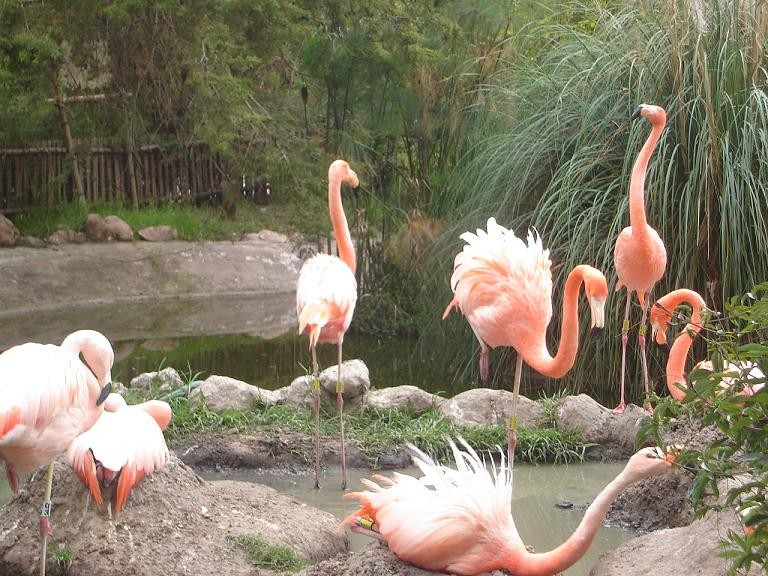 flamingos