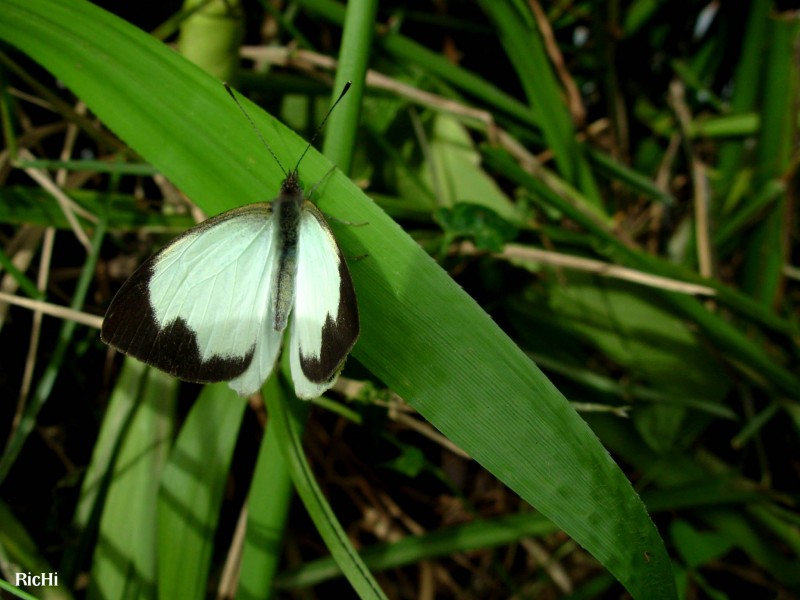 Mariposa del caf