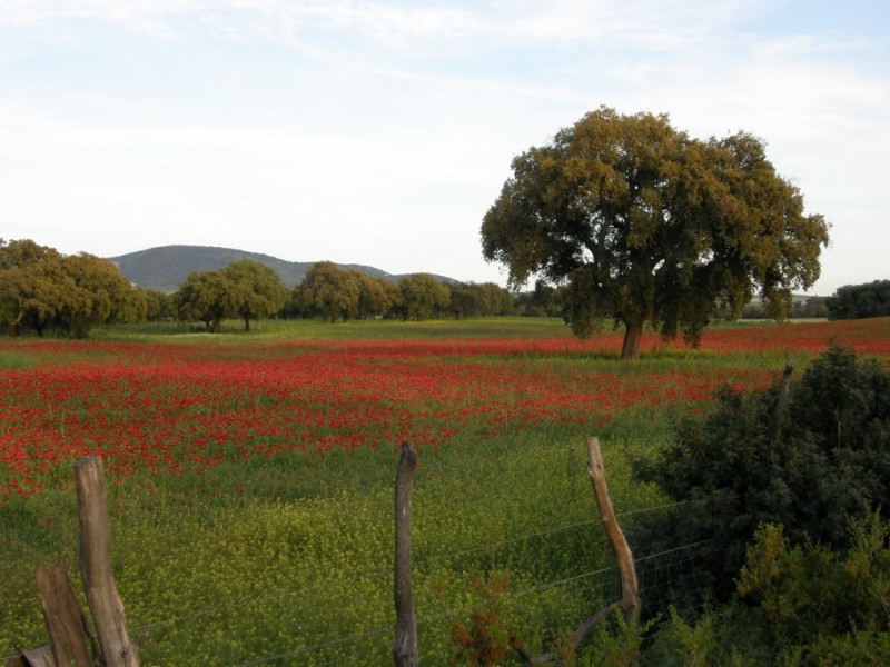 Campo de amapolas al atardecer