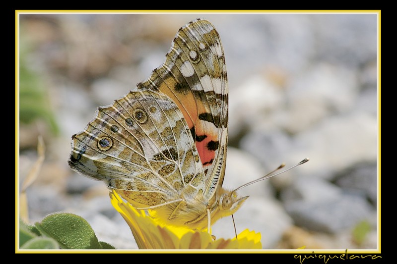 Cynthia Cardui