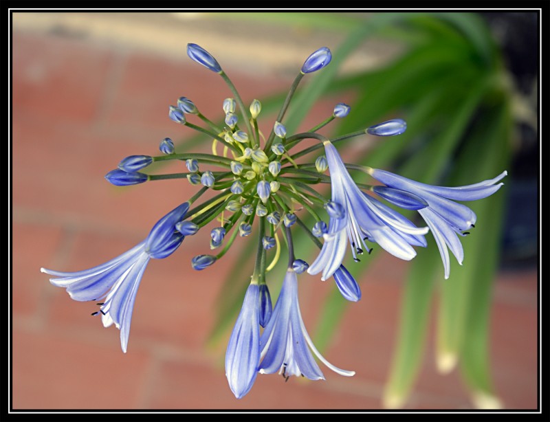 Campanilla