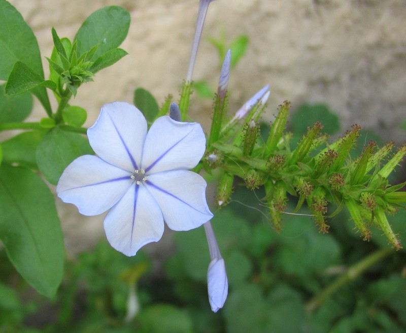 AZUL CELESTE