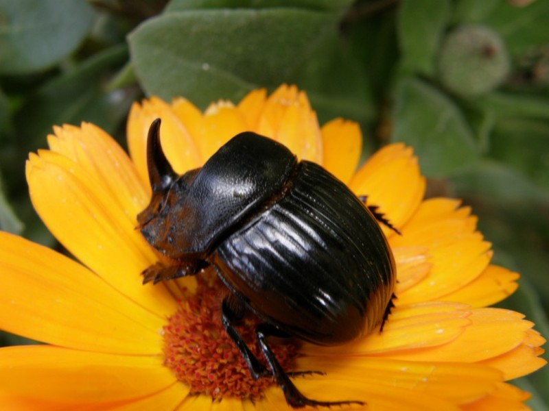 escarabajo cornudo