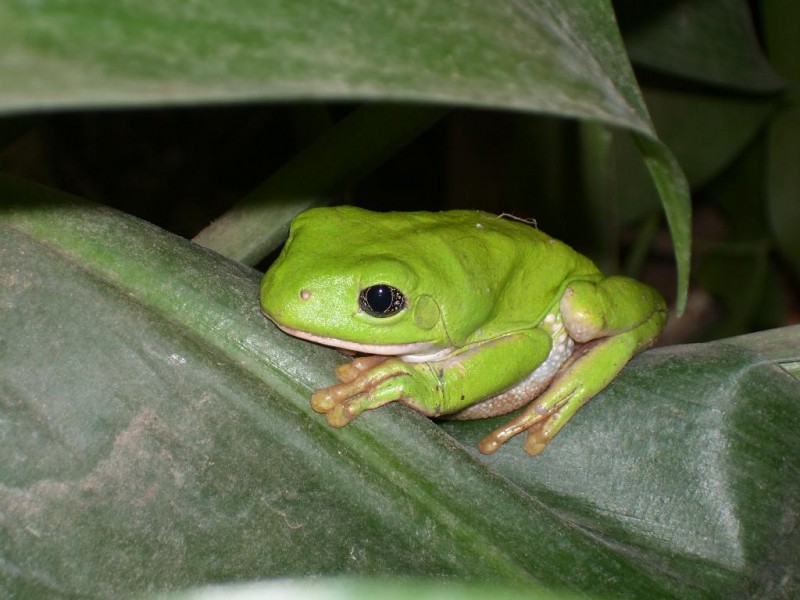 Ranita Verde