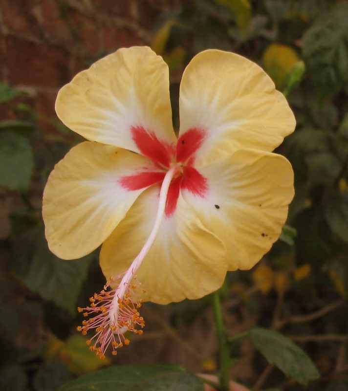 UNA FLOR AL INFORTUNIO