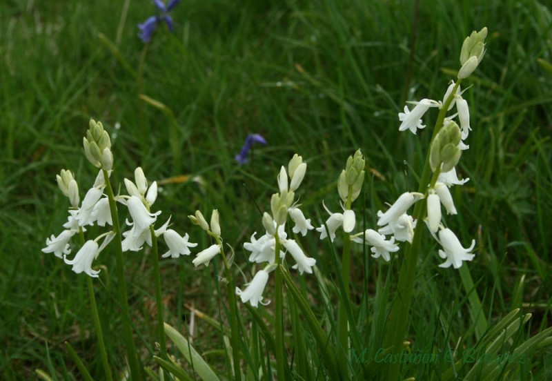 primula silvestre