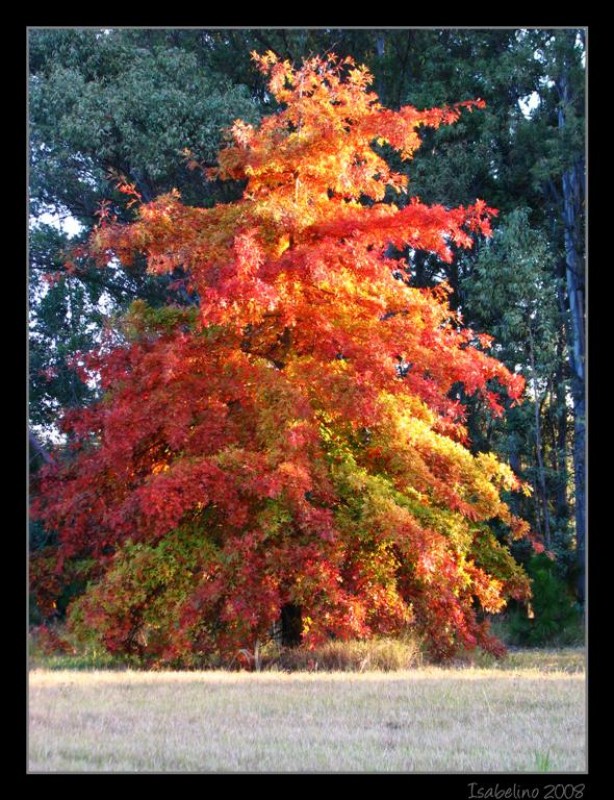 Liquidambar