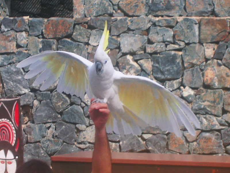 Cacatua