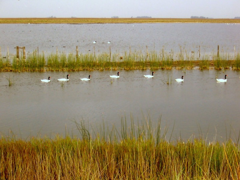 SIETE CISNES