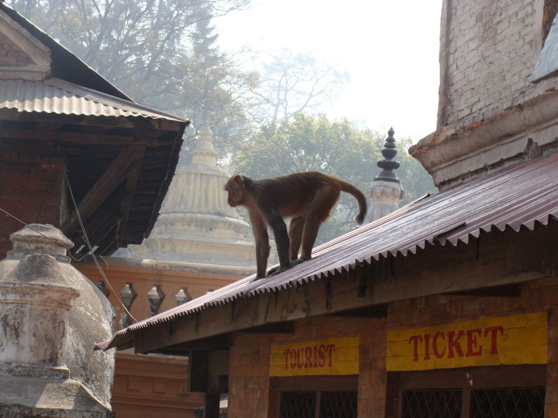 El mono no es el que vende los tickets a los turistas