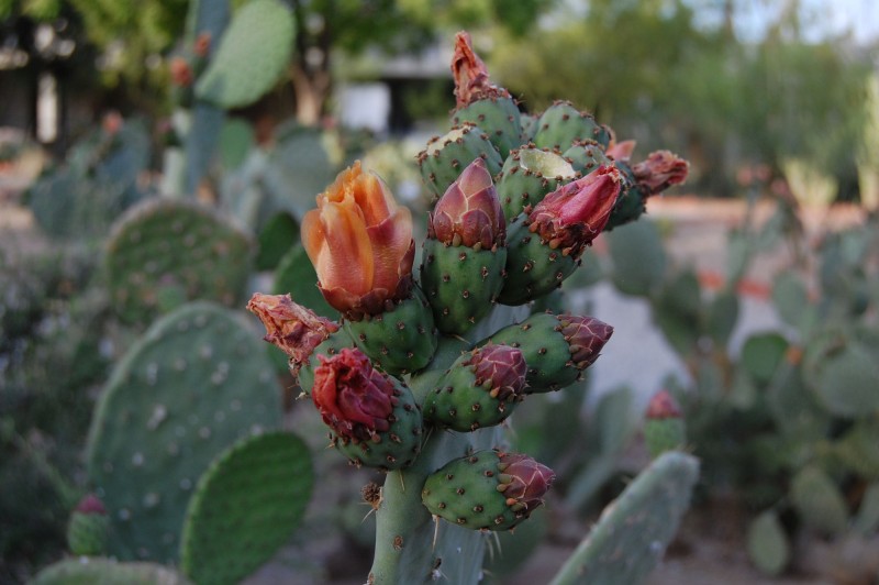 Belleza en el desierto