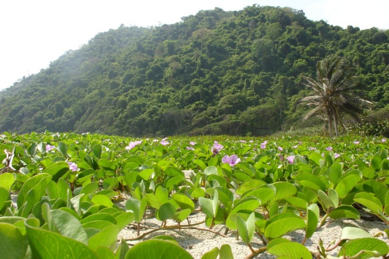 campo de flores