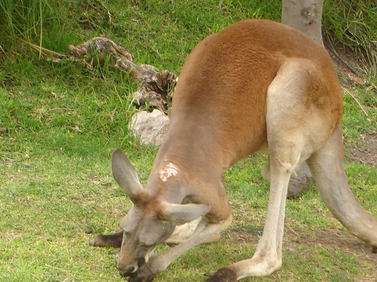 kanguro comiendo