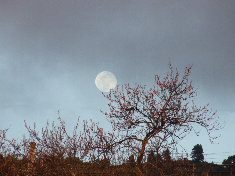 la luna y el almendro