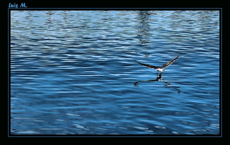 no corta el mar, sino vuela...