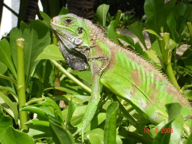 Iguana