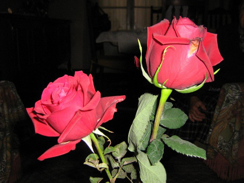 Rosas, Centro de mesa