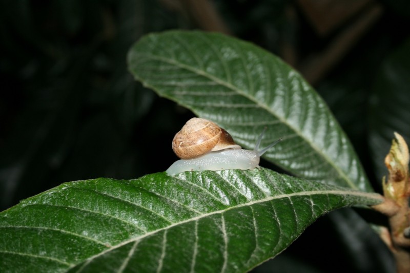 Caracol nocturno