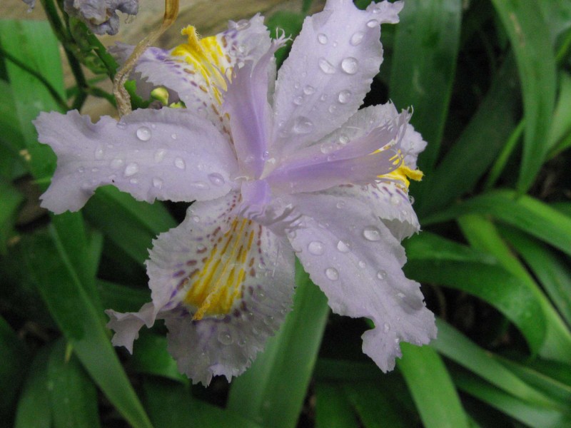 gotas de rocio