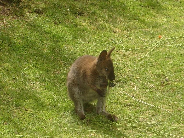 bebe kanguro