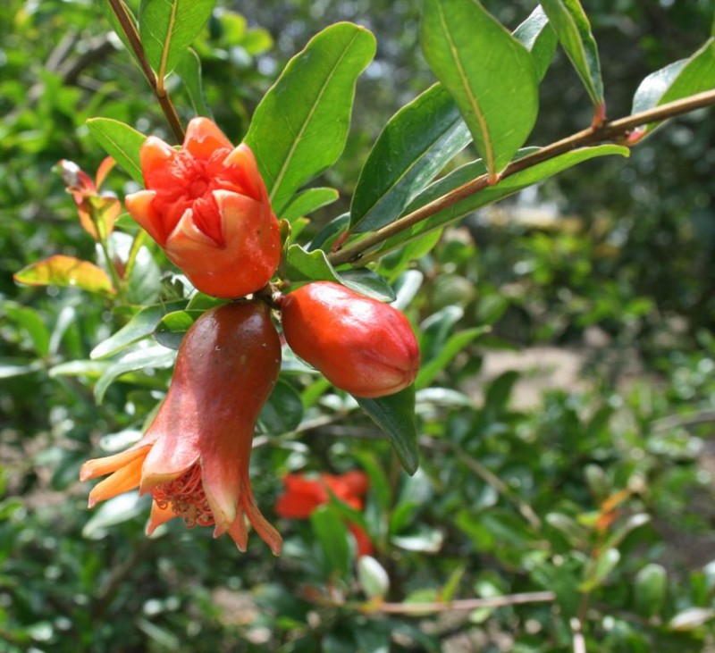 La flor de la Granada