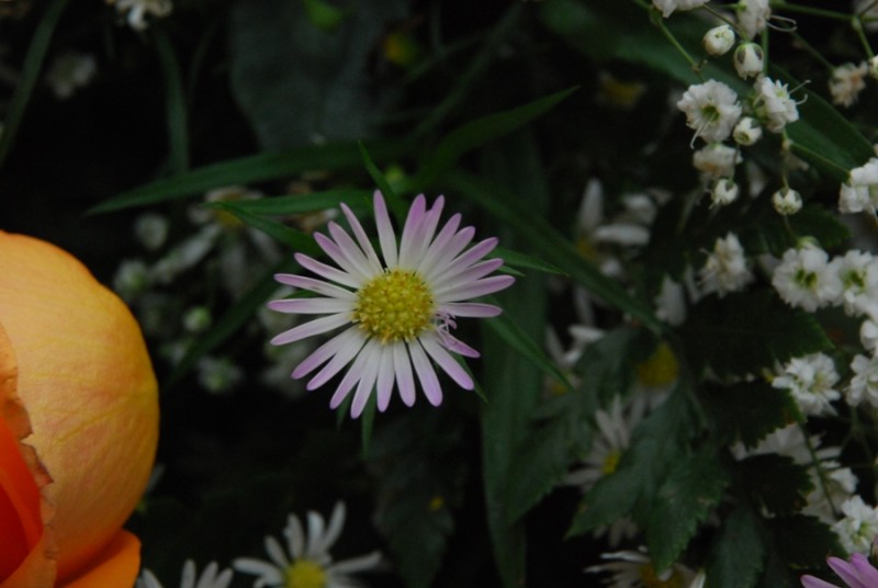 flor morada