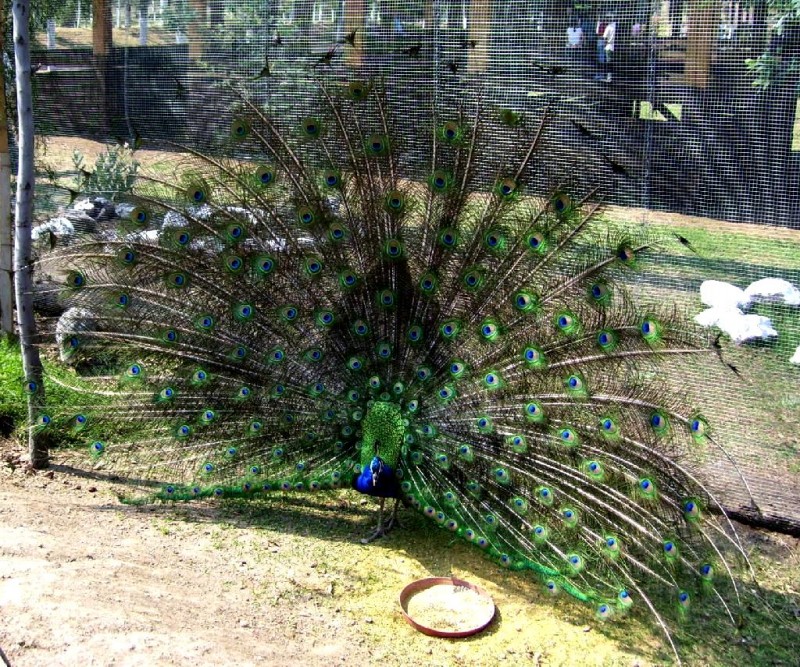 Otro Pavo pero ahora Real