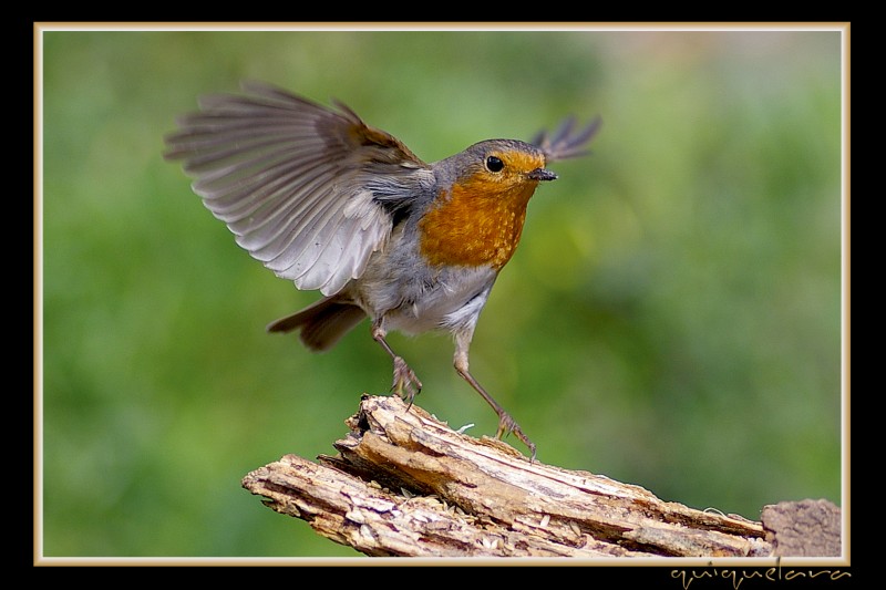 Erithacus rubecula