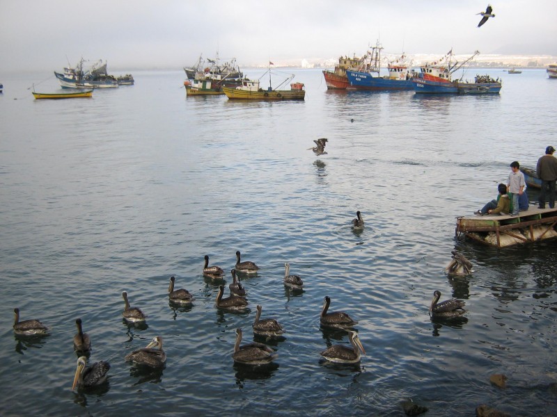 Vuelo a ras del agua