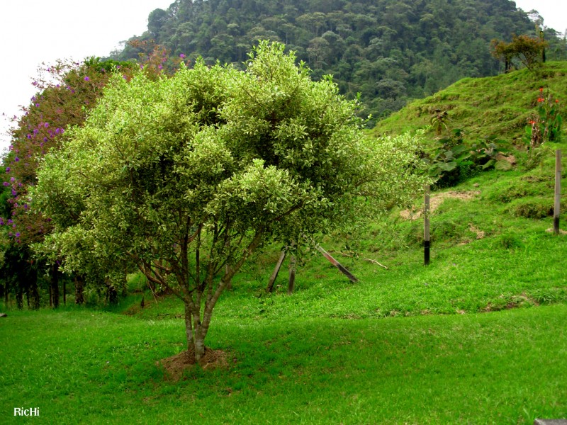 simplemente un arbol