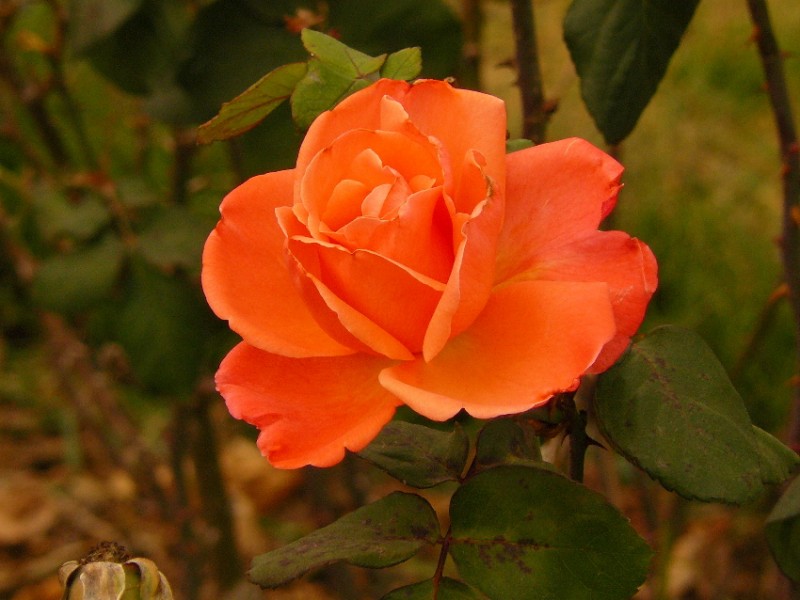 Rosa