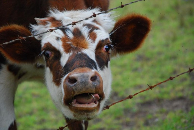 vaca sacando la lengua