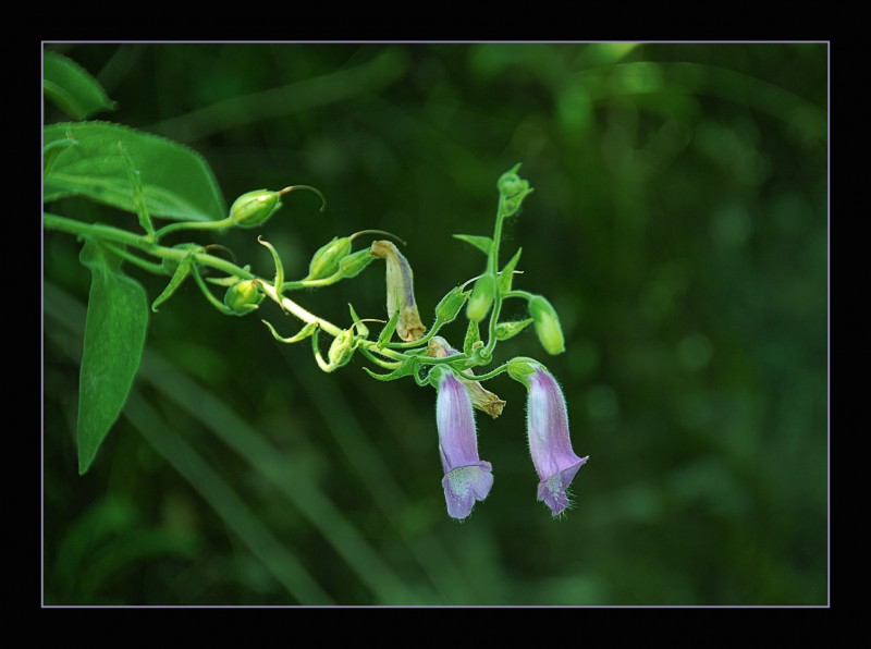 Campanitas