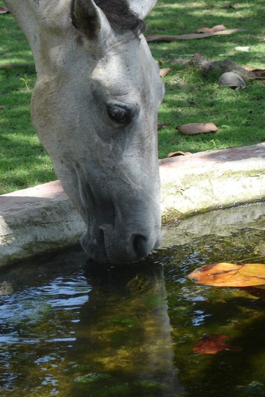 caballo tomando agua