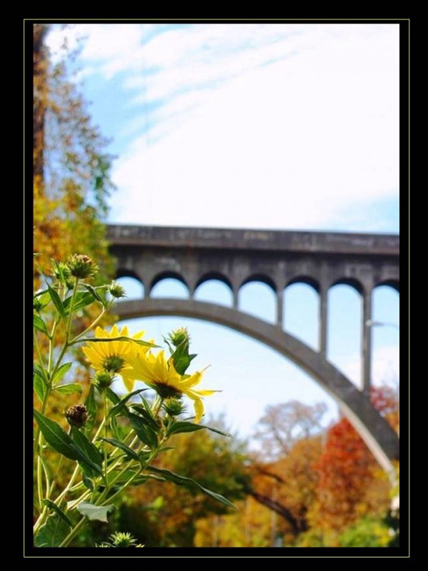 Puente Desenfocado!!!