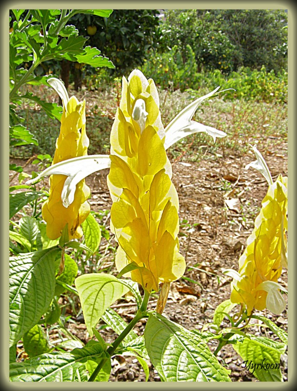 Flores amarilla