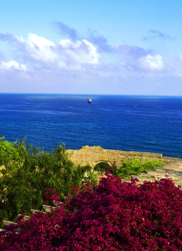 Entre Flores y Playa