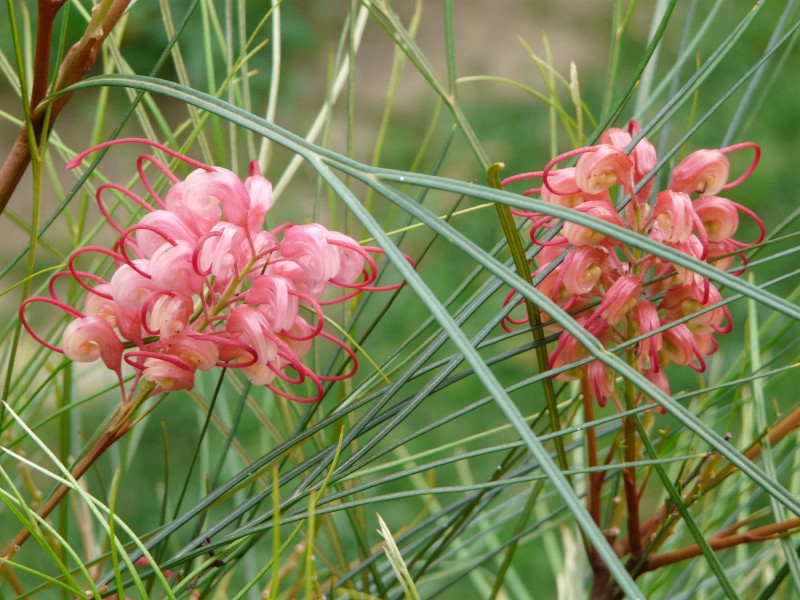 Grevillea