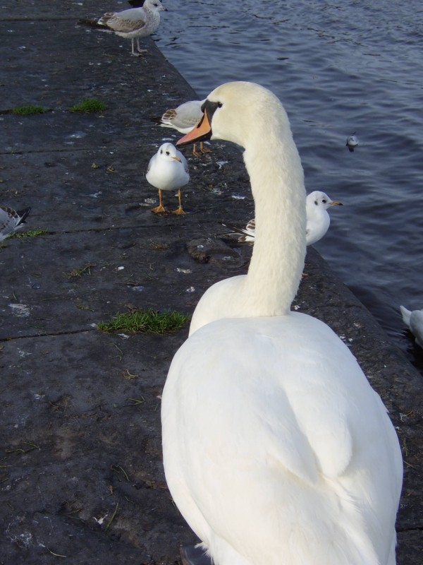 Cuello blanco