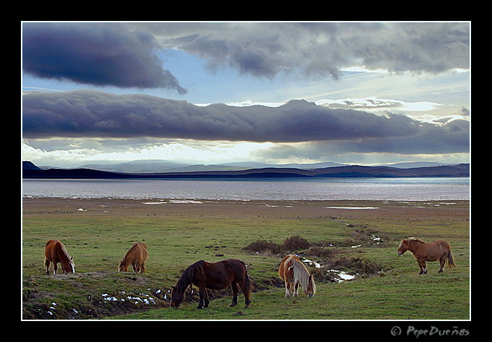 Pastando junto al lago