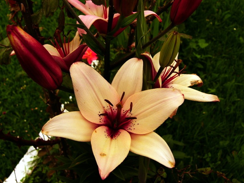 flor de atardecer