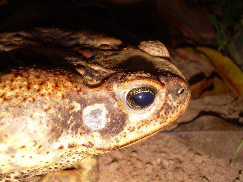 Bufo Marinus